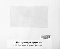 Uromyces sparsus image